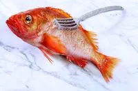 Kangrunmys Ecailleur A Poisson Professionnel Grattoir à Ecaille De Kangrunmys Ecailleur A Poisson Professionnel Grattoir à Ecaille De
